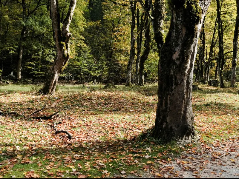 Herbstwald
