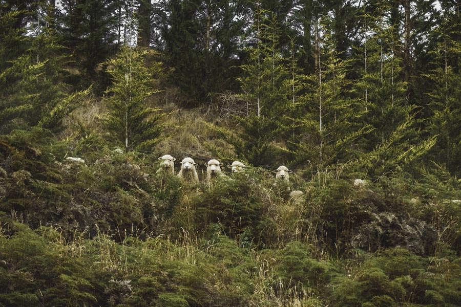 Wald Schafe