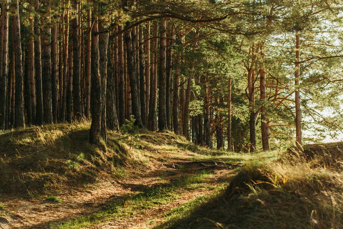 Wald Sonnenlicht